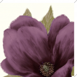 Grandiflorra Blush II