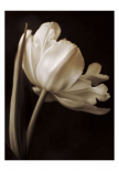 Champagne Tulip I