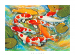 Koi-Carp