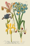 Iris Resplendant II