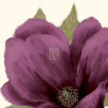 Grandiflora Blush II