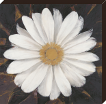 Migical white daisy