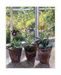 Four Pots of Auriculas