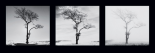 Lone Trees