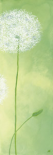Zartheit Der Pusteblume III