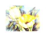 Yellow Tulips