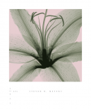 Lily (sm.)