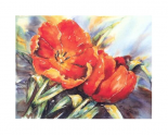 Red Tulips