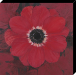 Single red Anemone