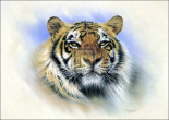 Tiger, Tiger, Burning Bright
