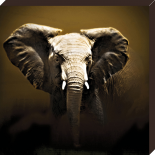 Safari