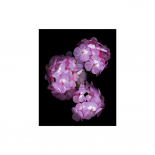 Botanical Harmonies II
