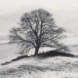 Misty Tree, Peak District,  England