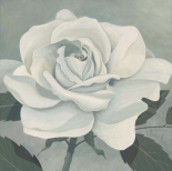 White Rose