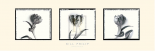 Three Tulips II