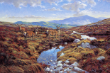 Stags