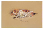 Judy, A Spaniel Puppy