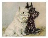 Scotch Terriers