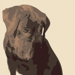 Chocolate Labrador