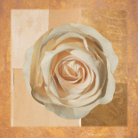 Warm Rose I