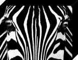 Black & White I 