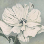 White Poppy