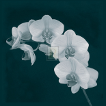 Orchid Illusion II