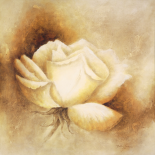 White rose I