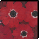 Triple red Anemone