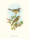 Emberiza Fucata