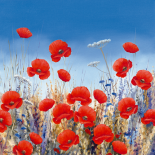 Poppy Meadow II