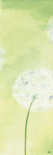 Zartheit Der Pusteblume II