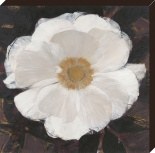Magical white cosmos
