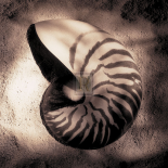 Nautilus