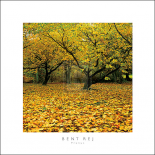 Prunus