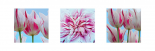 Fresh Blooms Triptych