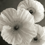 Poppy Study II