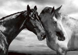 Horse Portrait