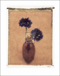Cornflowers
