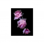 Botanical Harmonies I