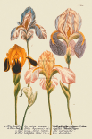 Iris Resplendant I