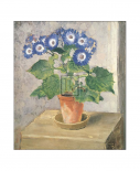 Blue Cineraria