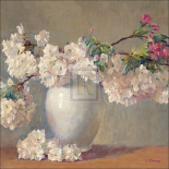 Cherry Blossom