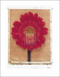 Gerbera