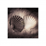 Scallops